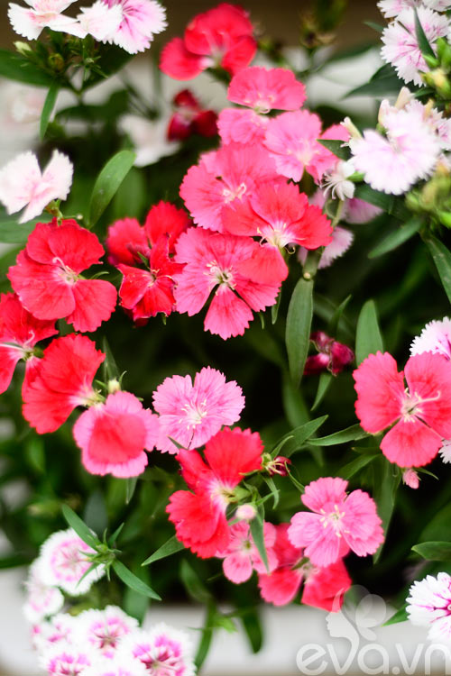 Thăm vườn hoa ban công tuyệt đẹp ở Cầu Giấy - 18