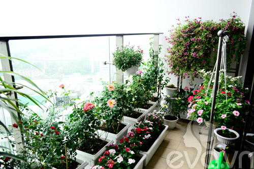 Thăm vườn hoa ban công tuyệt đẹp ở Cầu Giấy - 2