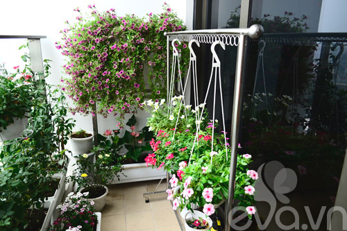 Thăm vườn hoa ban công tuyệt đẹp ở Cầu Giấy - 20