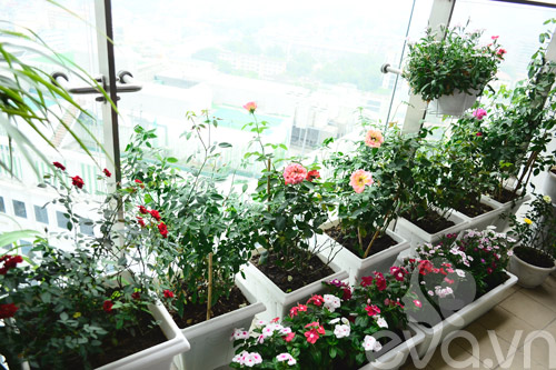 Thăm vườn hoa ban công tuyệt đẹp ở Cầu Giấy - 3