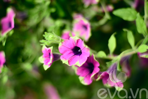 Thăm vườn hoa ban công tuyệt đẹp ở Cầu Giấy - 4