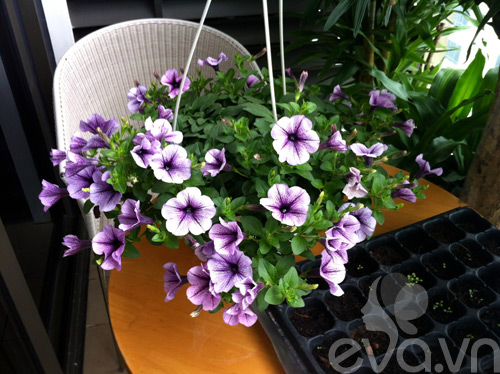 Thăm vườn hoa ban công tuyệt đẹp ở Cầu Giấy - 5