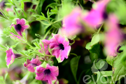 Thăm vườn hoa ban công tuyệt đẹp ở Cầu Giấy - 6