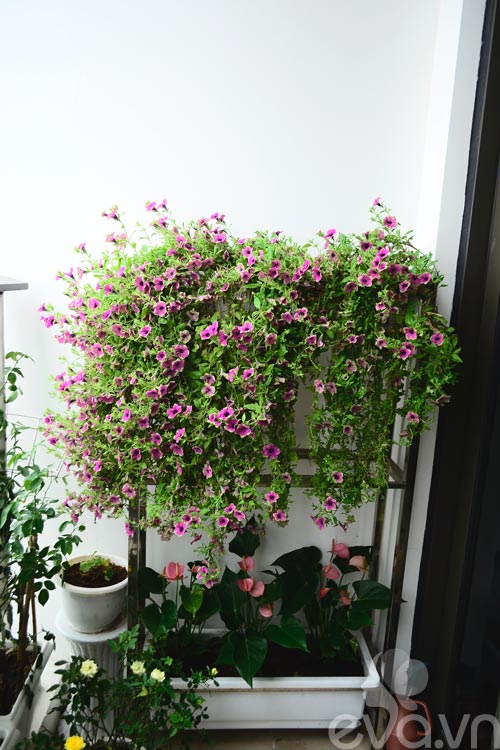 Thăm vườn hoa ban công tuyệt đẹp ở Cầu Giấy - 7