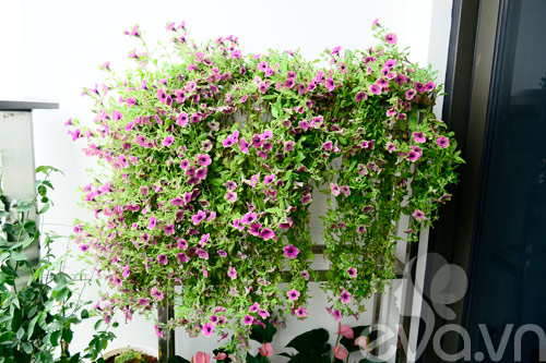 Thăm vườn hoa ban công tuyệt đẹp ở Cầu Giấy - 8