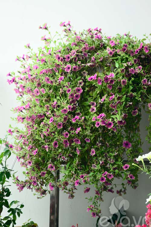 Thăm vườn hoa ban công tuyệt đẹp ở Cầu Giấy - 9