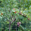Tin tức - Kỳ lạ cây cho ra 40 loại quả khác nhau