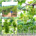 Nhà đẹp - Vườn nho đón khách miễn phí của lão nông Ninh Thuận