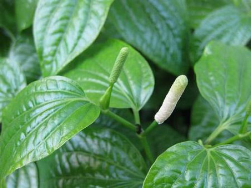 Chữa đau lưng bằng 6 loại cây cỏ dễ kiếm, rẻ tiền - 1