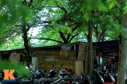 #039;Cây quảng cáo#039; miễn phí ở Hà Nội - 13