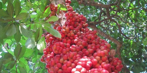 Những trái cây, hạt rừng hút khách thủ đô - 1