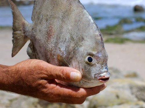 Loài cá chuyên ăn tinh hoàn người lại xuất hiện - 1