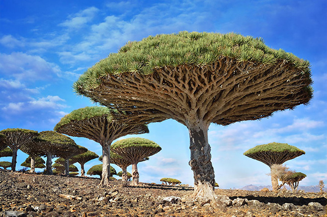 Với hình dạng giống như những chiếc ô khổng lồ và nhựa đỏ như máu, cây máu rồng là một trong những loài thực vật độc đáo nhất trên hành tinh. Ảnh chụp chiếc cây này ở Yemen.
