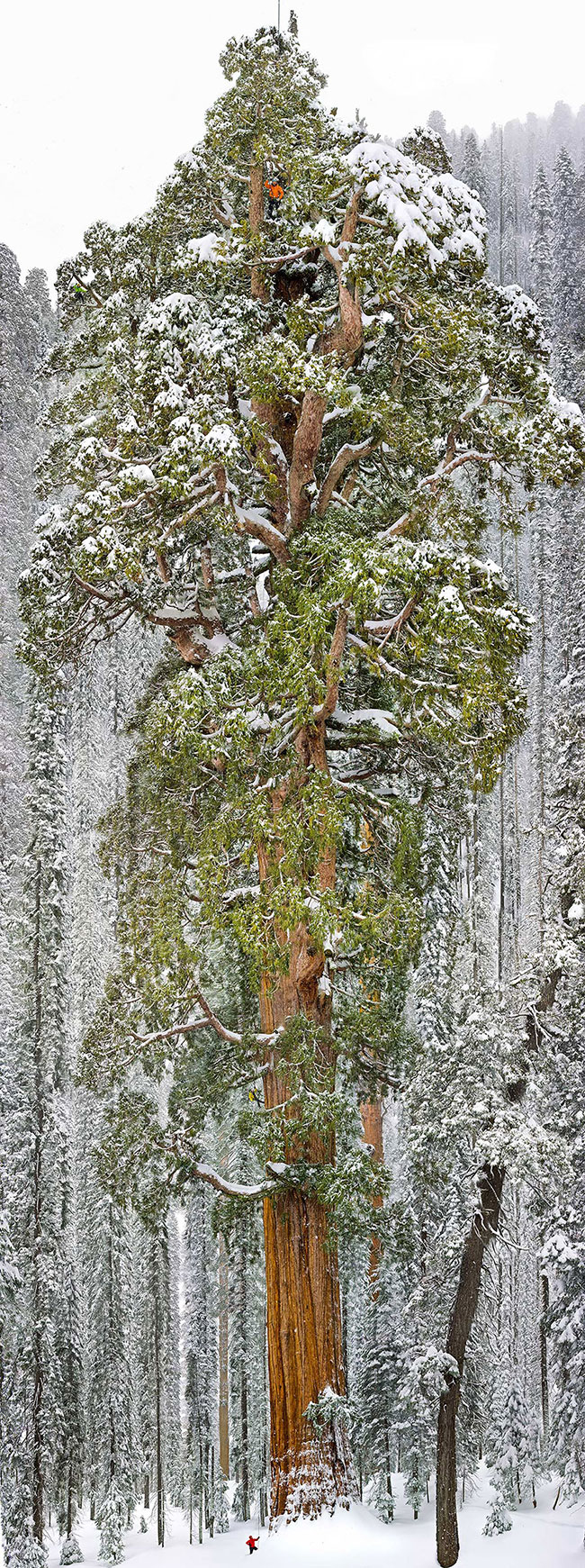 Cây Sequoia với chiều cao 73 mét với đường kính rộng nhất 28 mét, đây là chiếc cây Sequoia lớn thứ 3 trên thế giới.
