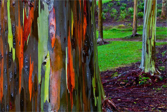 Cận cảnh thân cây với nhiều màu như cầu vồng.
