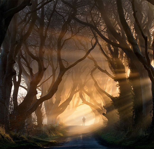 Rặng cây được mệnh danh là hàng rào bóng tối ở miền Bắc Ai-len.
