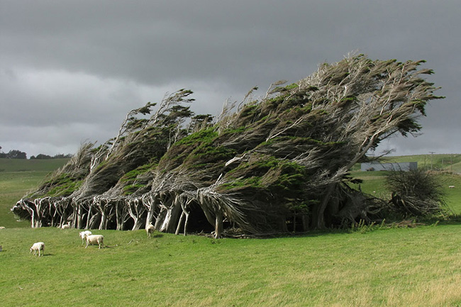 Cây bão táp ở đảo Nam của New Zealand.
