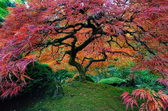 Còn đây là cây phong Nhật Bản khổng lồ được trồng ở thành phố Portland, bang Oregon, Mỹ.
