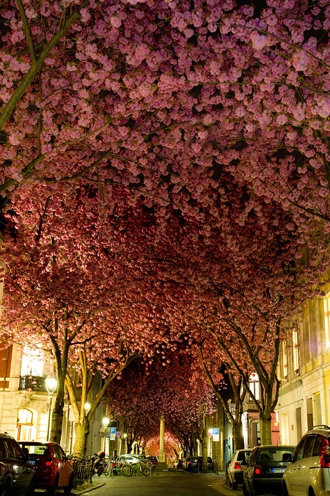 Cây hoa anh đào được trồng ở thành phố Bonn, nước Đức.
