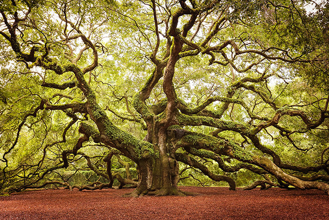 Cây cổ thụ có tên khoa học là Angel Oak với chiều cao hơn 20 mét và tuổi thọ ước chừng từ 400 đến 500 tuổi ở bang Nam Carolina, Mỹ.


