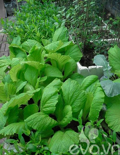 Vườn rau siêu rẻ: 20 năm cho rau sạch 4 mùa - 8