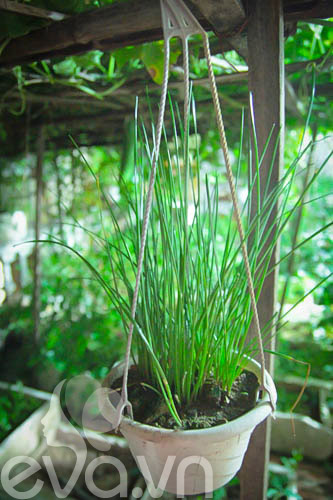 Vườn rau siêu rẻ: 20 năm cho rau sạch 4 mùa - 2