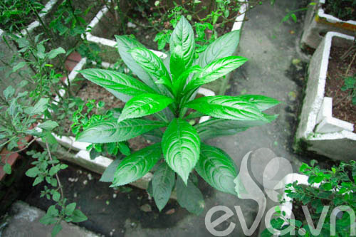 Vườn rau siêu rẻ: 20 năm cho rau sạch 4 mùa - 6