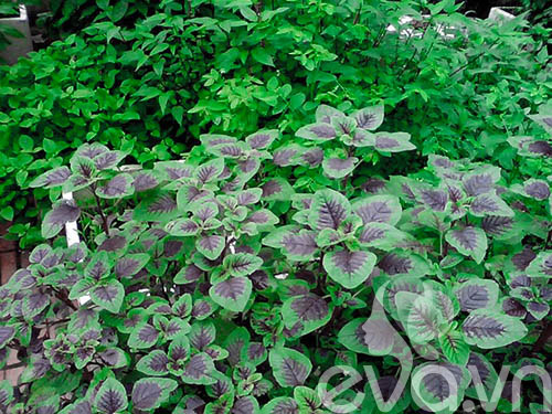 Vườn rau siêu rẻ: 20 năm cho rau sạch 4 mùa - 4