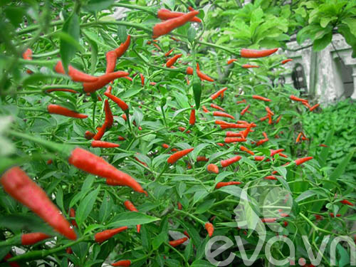 Vườn rau siêu rẻ: 20 năm cho rau sạch 4 mùa - 7