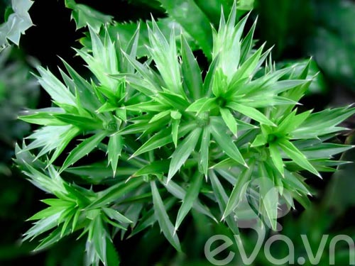 Vườn rau siêu rẻ: 20 năm cho rau sạch 4 mùa - 5