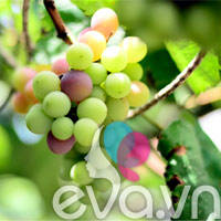 Vườn rau siêu rẻ: 20 năm cho rau sạch 4 mùa - 11