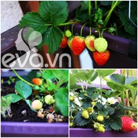 Vườn rau siêu rẻ: 20 năm cho rau sạch 4 mùa - 12