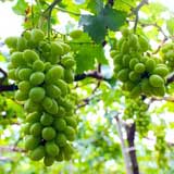 Vườn rau siêu rẻ: 20 năm cho rau sạch 4 mùa - 13