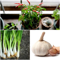 Vườn rau siêu rẻ: 20 năm cho rau sạch 4 mùa - 14