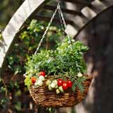 Vườn rau siêu rẻ: 20 năm cho rau sạch 4 mùa - 15