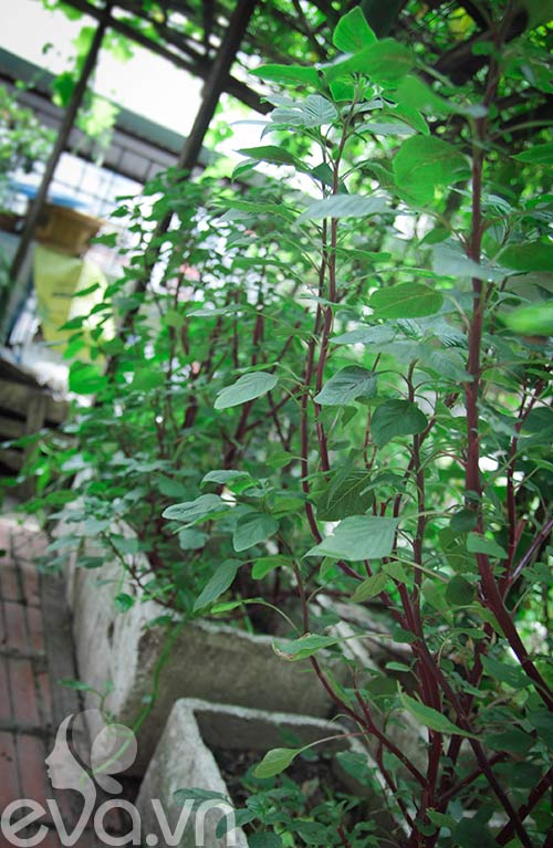 Vườn rau siêu rẻ: 20 năm cho rau sạch 4 mùa - 3