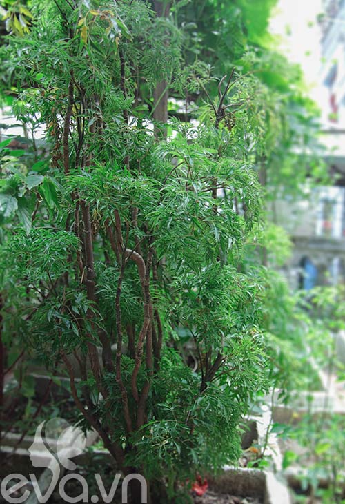 Vườn rau siêu rẻ: 20 năm cho rau sạch 4 mùa - 9