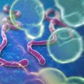 Tin tức - Trực tiếp xem chặn dịch Ebola tại Tân Sơn Nhất