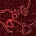 Tin tức - WHO ban bố tình trạng khẩn cấp toàn cầu về Ebola