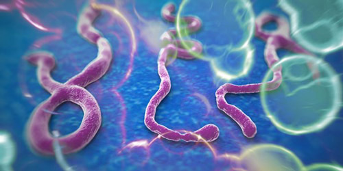 Dịch Ebola: Hà Nội yêu cầu dập tắt từ ca đầu tiên - 1