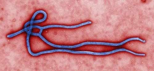 8 điều cần biết về sự nguy hiểm của đại dịch Ebola - 1