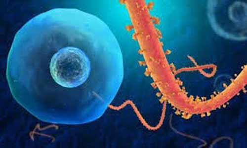8 điều cần biết về sự nguy hiểm của đại dịch Ebola - 4