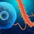 Tin tức - Đại dịch Ebola bắt nguồn từ một bé trai 2 tuổi