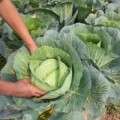 Nhà đẹp - 5 bước trồng bắp cải: Khó thành dễ