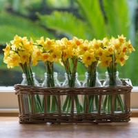 Cây phong thủy mang đến tài vận dồi dào - 7