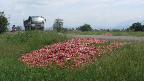 Thanh long đổ đầy đường - 1