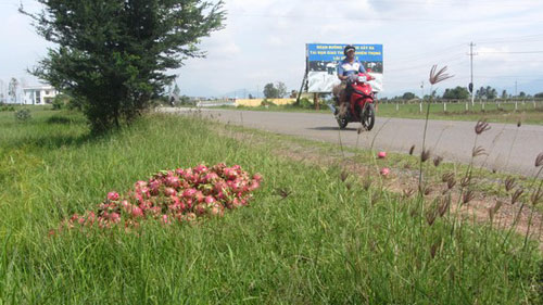 Thanh long đổ đầy đường - 2