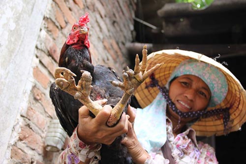 Gà chín cựa #039;bóc trứng#039; nuôi thịt Tết cháy hàng - 2
