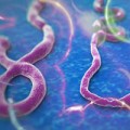 Tin tức - Hai người từ tâm dịch Ebola nhập cảnh Việt Nam bị sốt