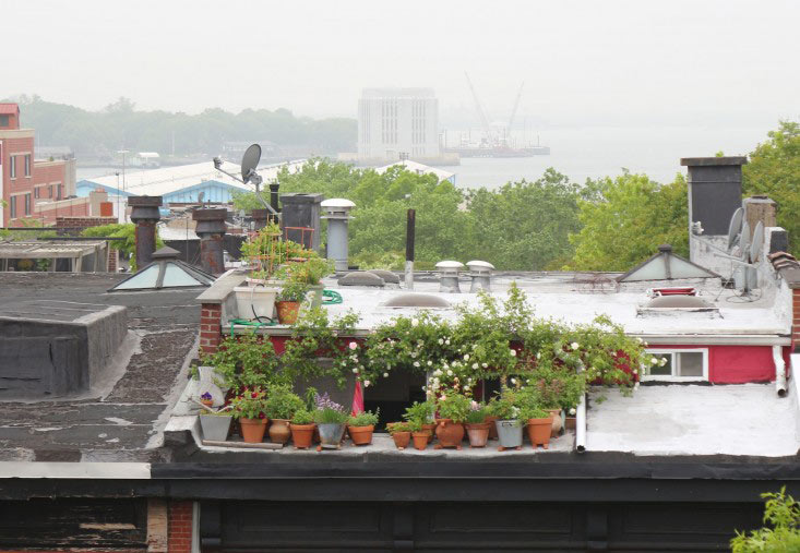 Trồng vườn ban công: 10 bí quyết của Marie Viljoen - 1